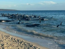 Повече от 150 кита заседнаха в плитчина в Западна Австралия, 26 от тях вече загинаха
