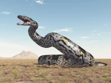 Откриха вкаменелости на най-голямата змия, живяла някога на планетата