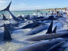 130 кита бяха спасени, след като заседнаха на плаж в Австралия