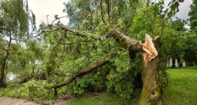 Дърво падна над електрически кабели в Шумен