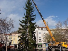 116-годишна елха извиси снага на Главната