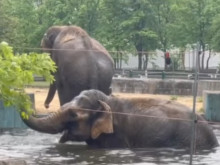 Лошото време не притесни слониците Фрося и Луиза от Зоопарка
