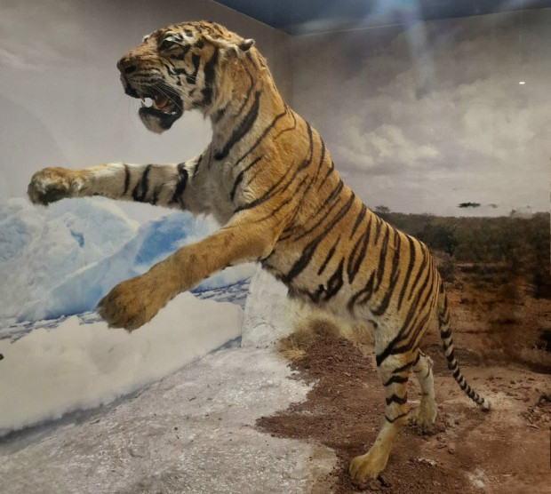 TD Нов експонат Тигър Panthera tigris ще радва посетителите на