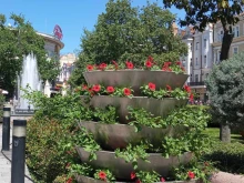 Хиляди рози разцъфтяха по булевардите в Пловдив, кошници и саксии с цвет...