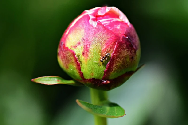 В Северните Родопи цъфти "цветето на императорите", което носи името на прочутия лечител Пеон и е лековито