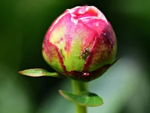 В Северните Родопи цъфти "цветето на императорите", което носи името на прочутия лечител Пеон и е лековито