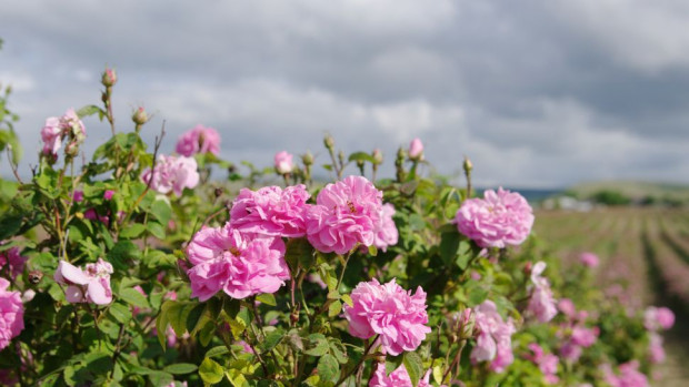 Защо намаляха драстично площите с рози Младият розопроизводител от Карлово