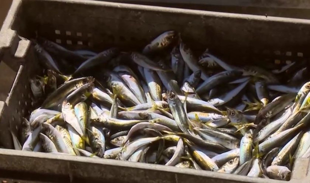 Цената на рибата това лято за която поне в заведенията