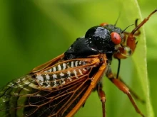 Милиарди цикади ще нахлуят в горите и предградията на САЩ през следващите седмици