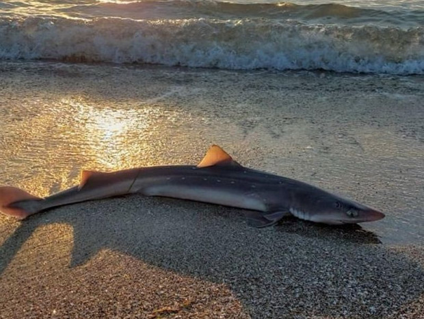 Близо еднометрова акула изплува на брега на Северния плаж под