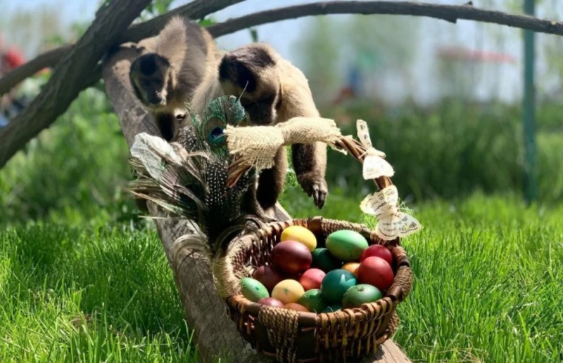 Зоопаркът в Бургас с разнообразна програма в празничните дни – от боядисване на екзотични яйца до близка среща с обитателите