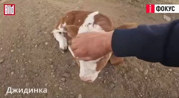 Дрон спаси малко теленце от озверели кучета