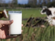 Български фермер разкри огромна далавера с млякото у нас
