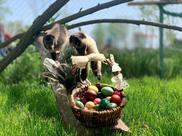 </TD
>За Великденските празници в Зоопарк Бургас ще има специална празнична