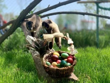 Бургаският зоопарк със специална празнична програма за Великден