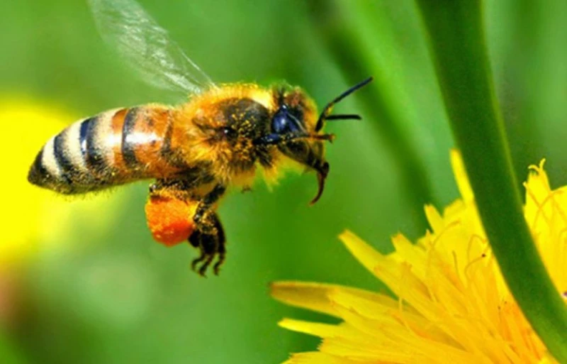 На вниманието на всички пчелари и собственици на пчелини в Община Хасково