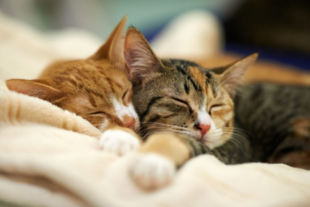 Котките по природа спят много, като прекарват по-голямата част от
