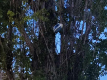Ютия виси на дърво в столичния квартал "Люлин" като коледна играчка! Жена: Възможно е да падне и да убие човек