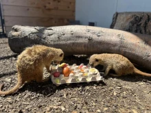 Великден в бургаския зоопарк: Поглезиха животните с яйца