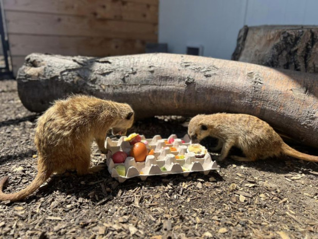 </TD
>Животните в бургаския зоопарк също посрещнаха Великден. Те получиха боядисани