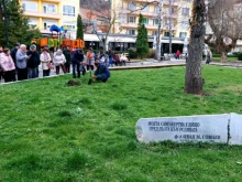 Вандалска проява срещу дръвчето в памет на Иван Сомлев в Габрово