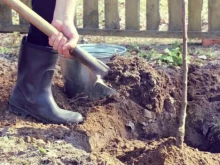 ОИЦ – Хасково и Община Хасково организират засаждане на дръвчета по повод Деня на Европа