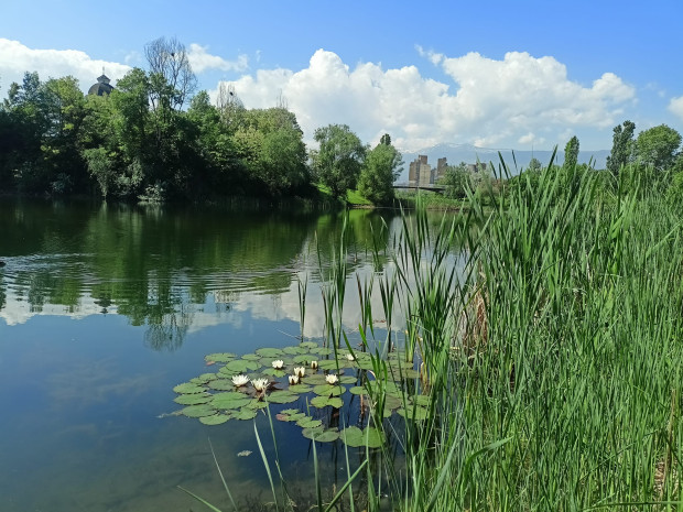 Водно растение се появи в столично езеро и предизвика противоречиви коментари