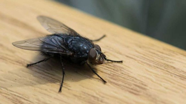 Домашната муха е много особено същество. Където и да отидеш,