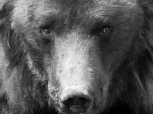 Тъжна вест от Парка за мечки край Белица: Отиде си 33-годишният Чарли