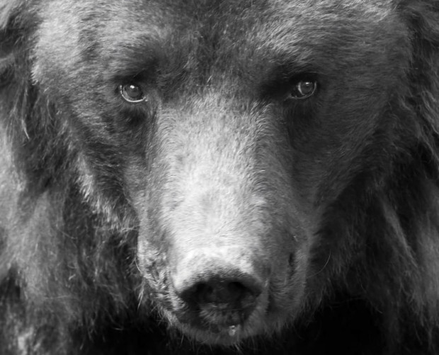 33-годишният мечок Черли от Парка за мечки край Белица е