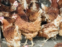 В Кюстендил засилват мерките срещу опасна болест по птиците