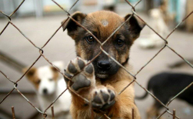 Кампания за осиновяване на кученца ще се проведе във Варна, вижте програмата й
