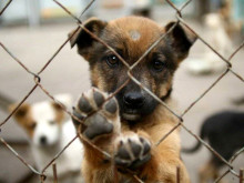 Кампания за осиновяване на кученца ще се проведе във Варна, вижте програмата й
