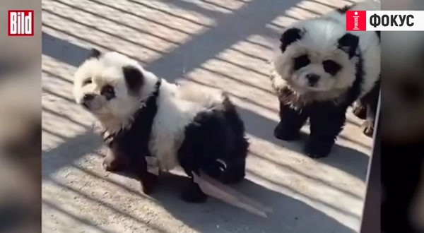 Заради дефицит на истински: Китайски зоопарк боядиса кучета като панди