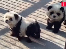 Заради дефицит на истински: Китайски зоопарк боядиса кучета като панди