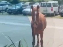 След инцидента с подивелия кон в столичния квартал "Дружба": Животното е в добра кондиция, няма признация за агресия
