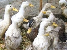 БАБХ констатира огнище на птичи грип в обект за отглеждане на патици в хасковско село