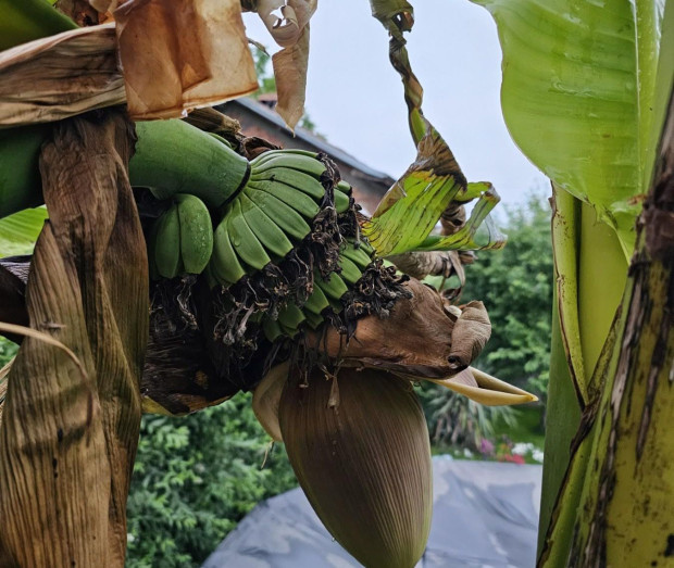 Мъж отглежда 9 бананови палми в двора на къщата си