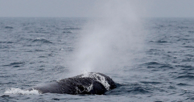 Китове от рядък застрашен от изчезване вид се завръщат край