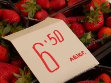 Килограм ягоди в Пловдив: Между 5 и 6,50 лева - не се очаква цената да падне скоро