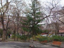 Украсяват коледни елхи в "Северен"