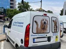 Специализиран екип ще улавя хуманно бездомните кучета в Пазарджик