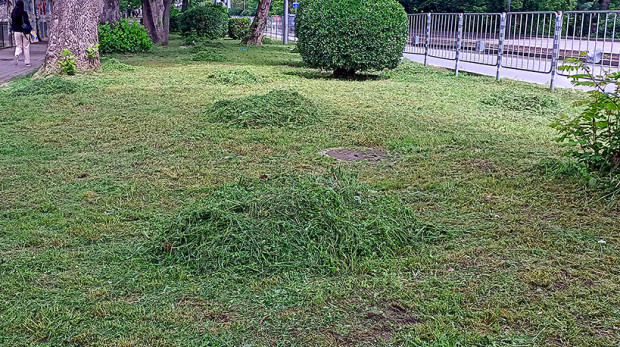 Община Варна се самосезира по сигнали на граждани за косенето на трева