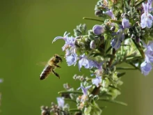 Светът на медоносните пчели и необятните ползи от тях във фокуса на детски празник в Благоевград