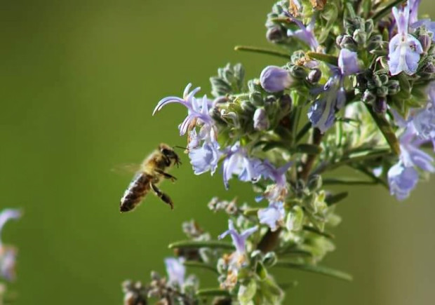 TD Световният ден на медоносната пчела ще бъде отбелязан с