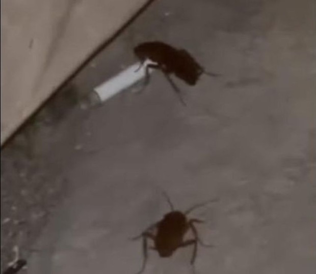 TD Огромни хлебарки се разхождат из центъра на Русе Това алармира