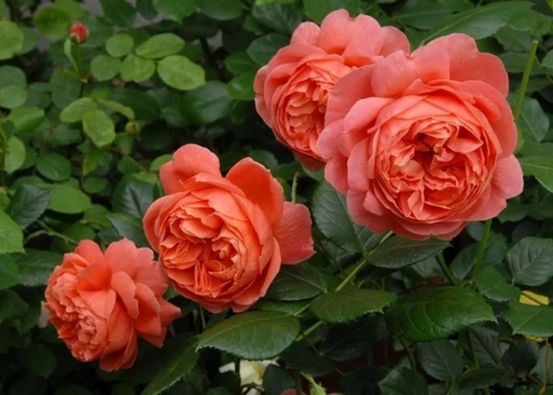 Зацветяват в Община Плевен с 20 000 розови храста, осигурени от дарител