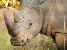 Пуснаха ги: 40 бели носорога са на свобода