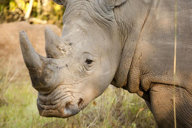 Четиридесет бели носорога живели доскоро в частен имот са върнати