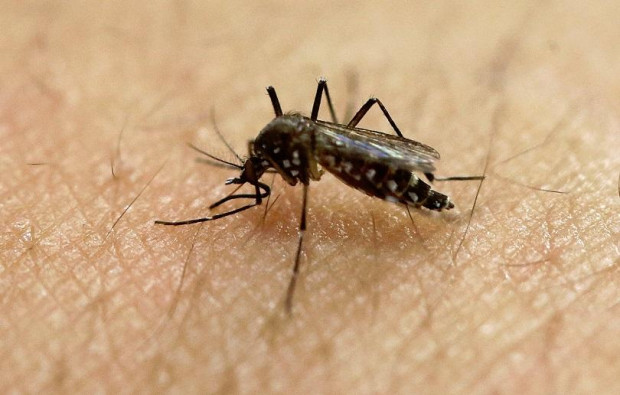 Комарите могат да бъдат по опасни от кърлежите защото много